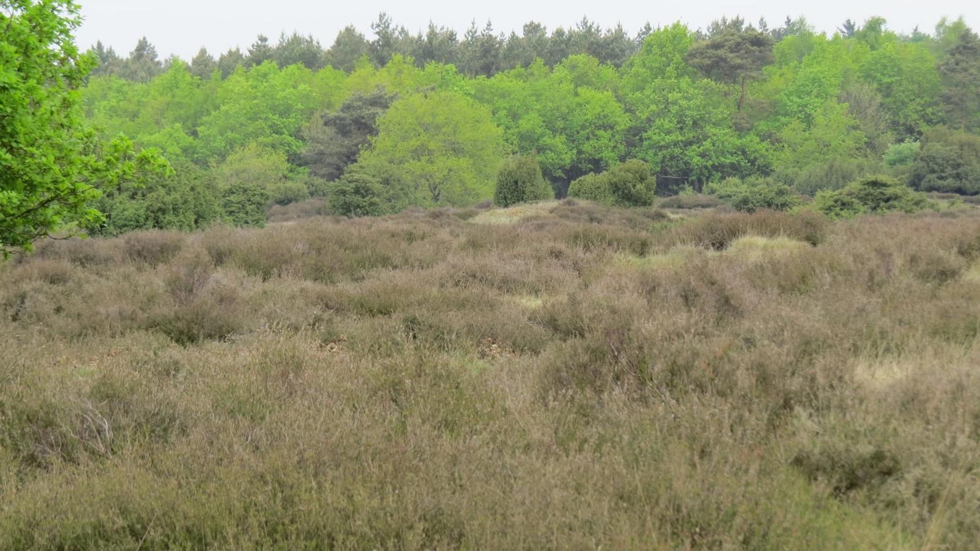 'T Zwanemeer Gieten Luaran gambar